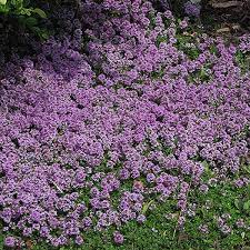 thymus prae purple carpet