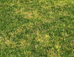how to fix and prevent a yellow lawn