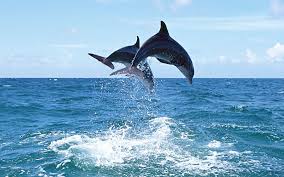 dolphin wallpapers for