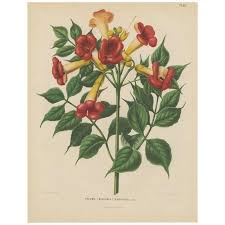 Antique Plant Print Of The Tecoma 'bignonia' Radicans By G ...