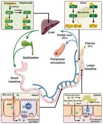 role of bile acids in the regulation of