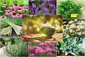 Grow Your Own Herbal Tea Garden 12