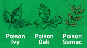 outsmarting poison ivy and other