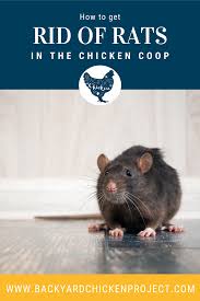 get rid of rats in your en coop