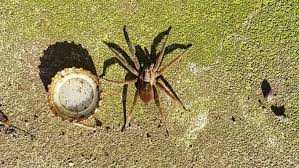 A Guide To New Zealands Spiders The Good The Bad And The