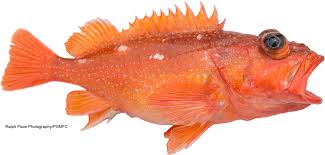 California Marine Sportfish Identification Rockfish
