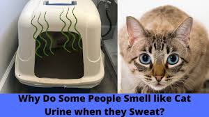 smell like cat urine or ammonia