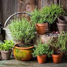 Types Of Heat Loving Herbs The Home Depot
