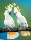 Pictures of 2 parrots talking <?=substr(md5('https://encrypted-tbn0.gstatic.com/images?q=tbn:ANd9GcQrPjuiBs8IyVypJQ6rZzyiJ2S_ijohfBv6GHlLoZNv1hkEoBQYbcYccIc'), 0, 7); ?>
