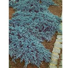 juniperus sq blue carpet jalovec