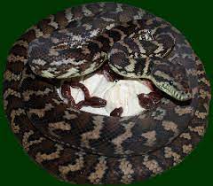 inland reptile carpet python availability