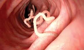 roundworms tapeworms and lungworms