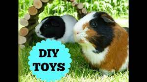 the guinea pigs diy toys you