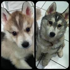 Pomsky Puppies Lovers All Pomsky Puppies Info Picture