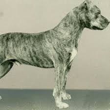 White, brown, gray, blue, black. American Staffordshire Terrier Dog Breed Information