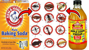 effective pest control baking soda and