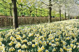 the best places to see daffodils this
