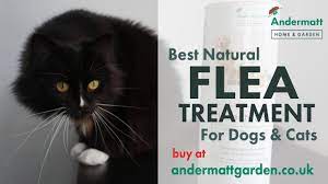 best natural flea treatment for dogs