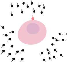可爱生物卵细胞精子受精卵繁殖繁育动图gifgif动态图片下载-千库网