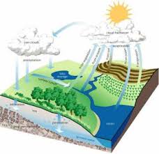 Water cycle webquest answer key pdf. Https Www Firelandsschools Org Downloads Biogeochemical Cycles Webquest1 Pdf