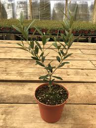 Select a container that is lightweight because you will be moving it around. Olive Tree Care How To Grow Maintain Olive Trees Indoors Apartment Therapy