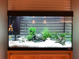 We did not find results for: Fluval Roma Aquarium And Cabinet Set Oak 125 L In Milton Keynes Buckinghamshire Gumtree
