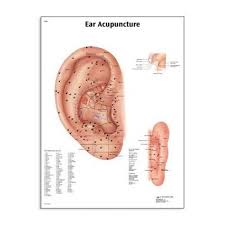 Laminated Auricular Acupuncture Points Chart