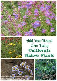 We use an extensive network of local california vernon florists and have your we can take care of your last minute flower orders or you can reserve a beautiful bouquet of flowers, months in advance. California Native Plants How To Add Color Year Round Install It Direct