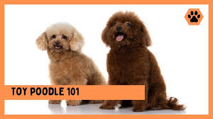toy poodle dog 101 everything you need