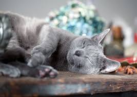 Maybe you would like to learn more about one of these? Russian Blue Cat Hypoallergenic Wagbrag Pet Wellness Health Rescue And Adoption
