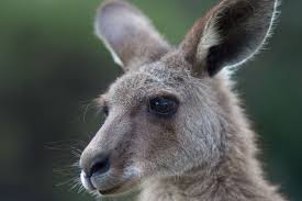 baby kangaroo hopping inside a plane