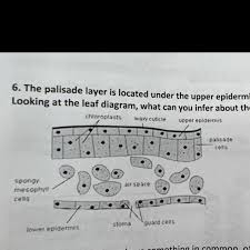the palisade layer is located under the