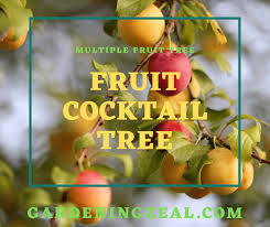 Multiple fruits, also called collective fruits, are fruiting bodies formed from a cluster of fruiting flowers, the inflorescence. 7 In 1 Fruit Cocktail Tree One Tree Multiple Fruit Magical Tree Gardening Zeal