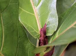 fiddle leaf fig to grow