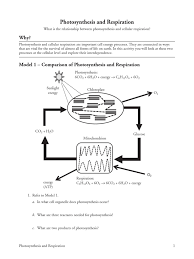 Coli, switch to using nitrate as a final electron acceptor and producing nitrite when oxygen. Pogil Photosynthesis And Respiration S Photosynthesis Cellular Respiration