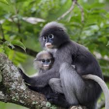 The dusky leaf monkey with its cute and adorable looks is a primate species. Dusky Leaf Monkey Trachypithecus Obscurus About Animals