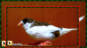 Burung ini tidak hanya ada di indonesia, bahkan di dunia burung inipun akan. Emprit Jepang Gacor Jinak Mungil Dan Lincah Youtube