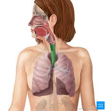 anatomy of breathing process and