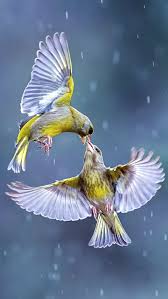 hd love bird kissing wallpapers peakpx