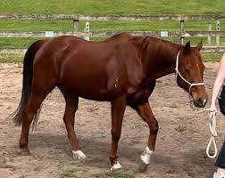 horse in melbourne region vic horses