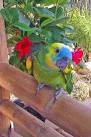 Pictures of 2 parrots talking and singing ariel <?=substr(md5('https://encrypted-tbn0.gstatic.com/images?q=tbn:ANd9GcQrUv9dN71uFZiEhwvmQaYQYCxJFMjz9VJOJArrMs_HqL7N2Rdc_wDMxbg'), 0, 7); ?>