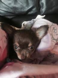 If you look online for puppy schedules, you can easily become. Beautiful Unique Chihuahua Puppies 8 Weeks For Sale In Denver Colorado Classified Americanlisted Com