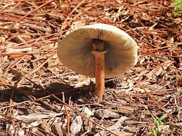 how to get rid of mushrooms in mulch