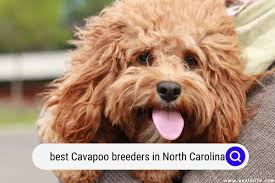 best cavapoo breeders in north carolina