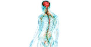 It generates, modulates and transmits information in the human body. What Do The Different Parts Of The Nervous System Do Regional Neurological Associates