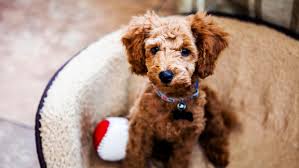 We pride ourselves with providing the best variety of quality puppies in the area and being the most trusted pet store in pennsylvania from which to choose your newest family member. Where To Get A Puppy The Humane Society Of The United States