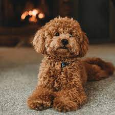 10 most por poodle mix dog breeds