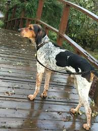 These sweet puppies are absolutely precious. Pin On Bluetick Walker Hound Mix