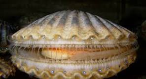 Do scallops have eyeballs?
