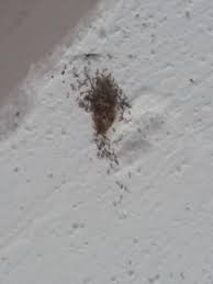 worms on ceiling are larvae all about